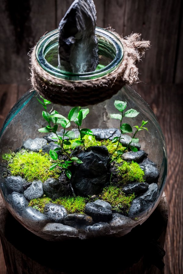 Comment créer un écosystème aquatique autonome pour un bureau?