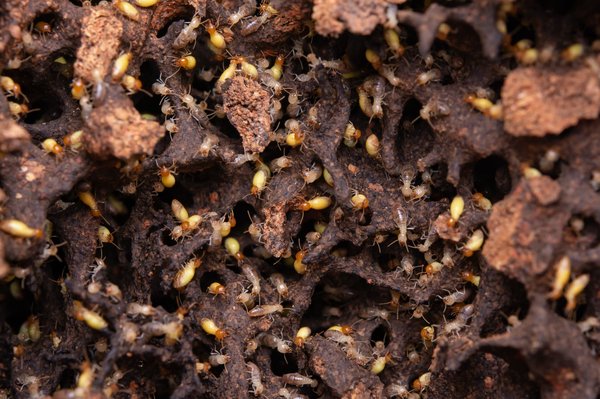 Quel est le moyen le plus efficace pour éliminer les termites dans des meubles anciens?