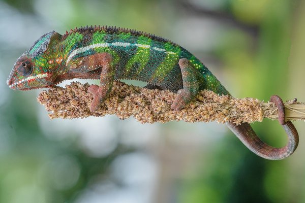 Quelles variétés de plantes grimpantes sont idéales pour un balcon nordique?
